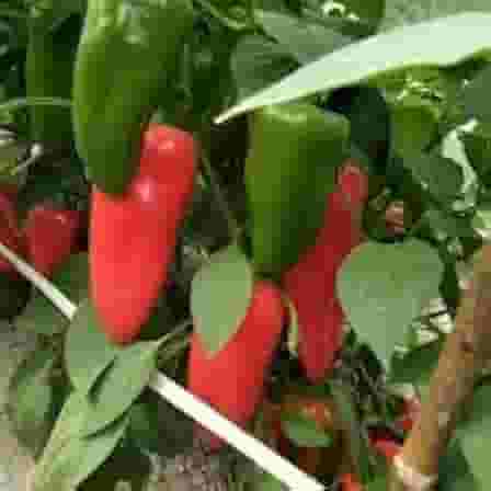 Sementes de pimentão vermelho Rubi Gigante 50 unidades Sementes para Plantio em Horta, Orgânico