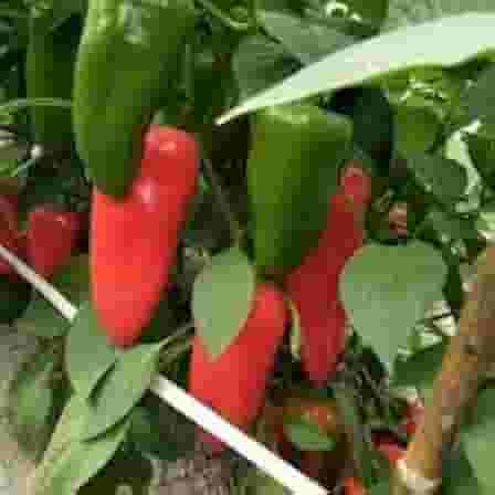 Sementes de pimentão vermelho Rubi Gigante 50 unidades Sementes para Plantio em Horta, Orgânico