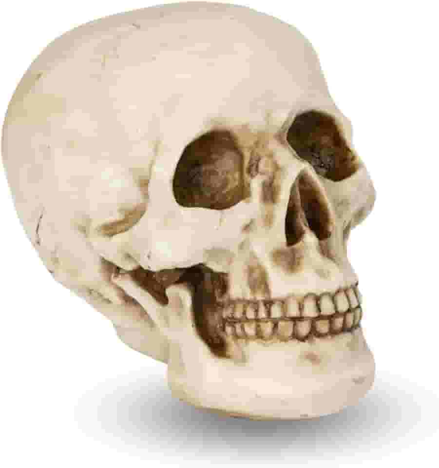 Caveira Crânio Tamanho Real Grande Esqueleto Decorativo em Resina, Anatomia Humana, Cabeça Osso Decoração Halloween Realista - La Nacasa