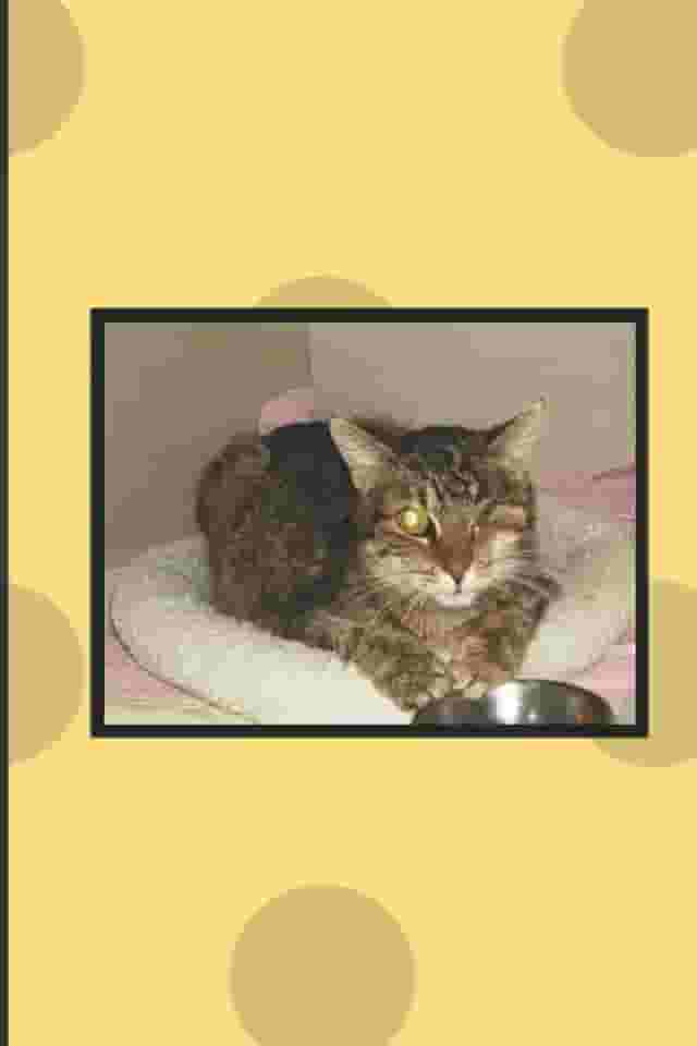 Taz's Story: Journal