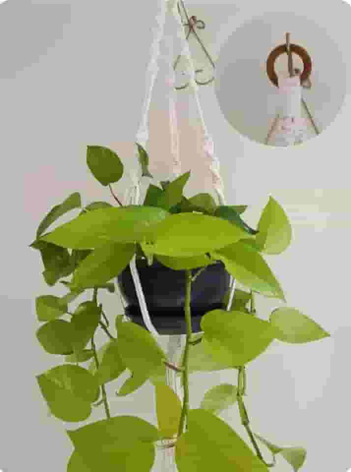 Suporte de Planta Macrame Artesanato feito a mão com fios 100% algodão Para vasos P- M-G - GG