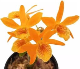 Orquídea Dendrobium Stardust Firebird ! Planta Adulta