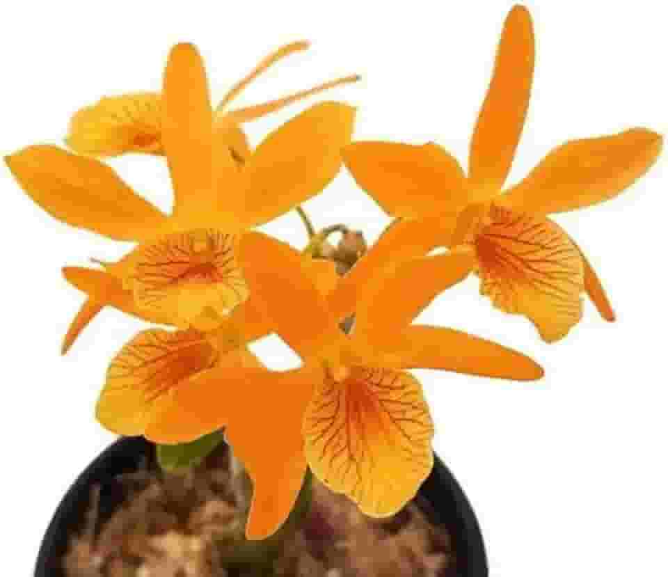 Orquídea Dendrobium Stardust Firebird ! Planta Adulta