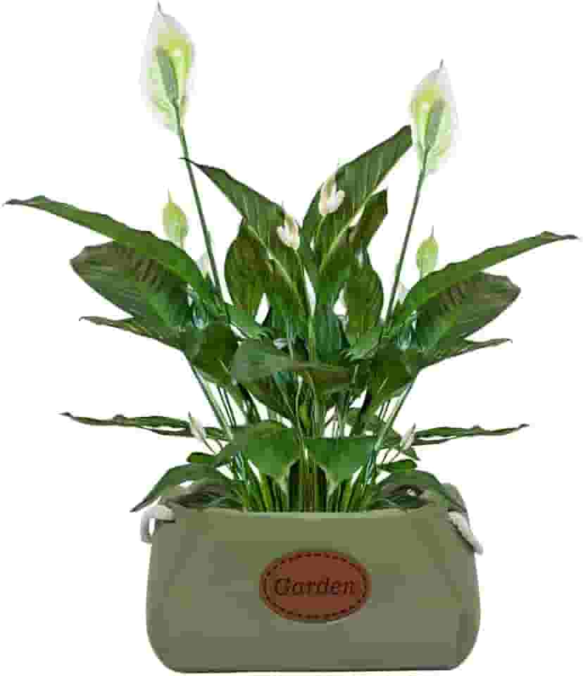 Cachepot Floreira Garden em Cerâmica Decorativa (05 Verde)