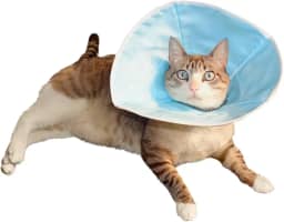 Colar Elizabetano Confort Cone Para Gatos