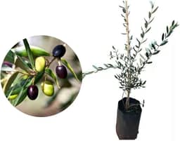 Muda de Oliveira (Olea europaea) Altura de 20 a 40cm – planta frutífera mediterrânea, ideal para vasos ou solo, produção de azeitonas, paisagismo elegante, cultivo doméstico e ornamental