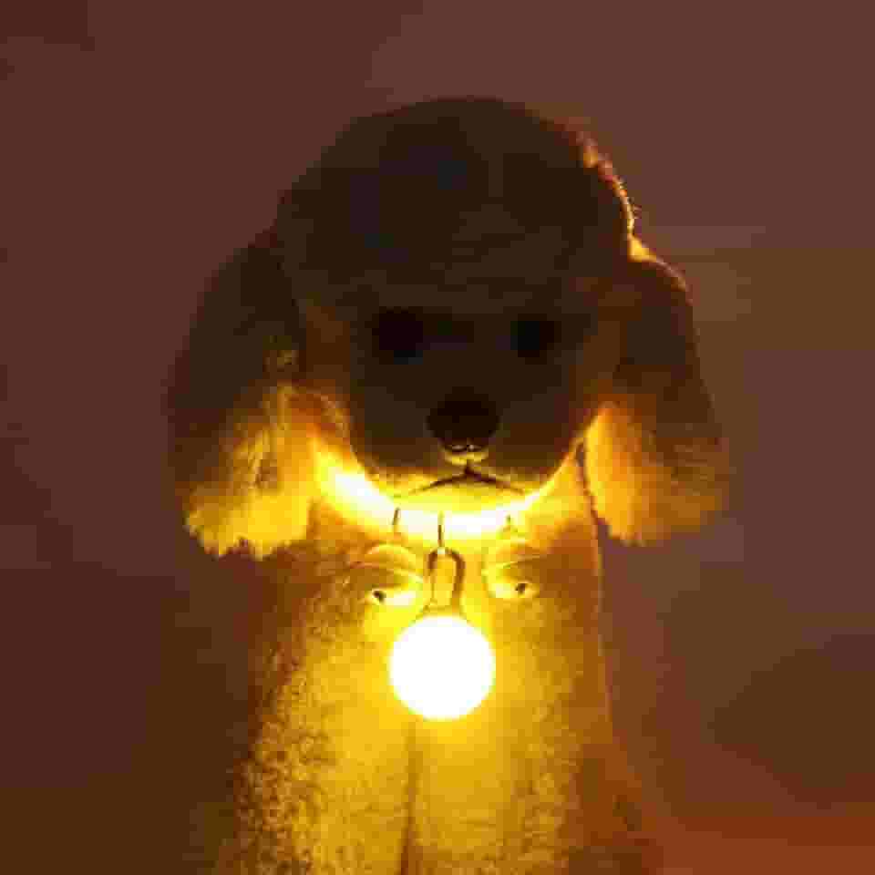VAZZIC Coleira luminosa para gatos e cães, coleira luminosa fluorescente, recarregável por USB, coleira para cães para passeio noturno, coleira luminosa para cães