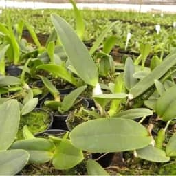 Kit 10 Mudas De Orquídeas Cattleya Sem Repetição