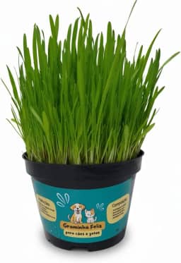 Kit Sementes Graminha para Gatos e Cães - Elimina Bolas de Pelos e Ajuda na digestão