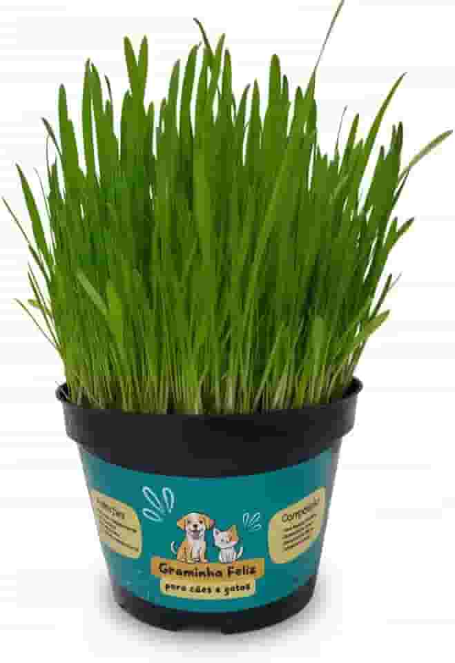 Kit Sementes Graminha para Gatos e Cães - Elimina Bolas de Pelos e Ajuda na digestão