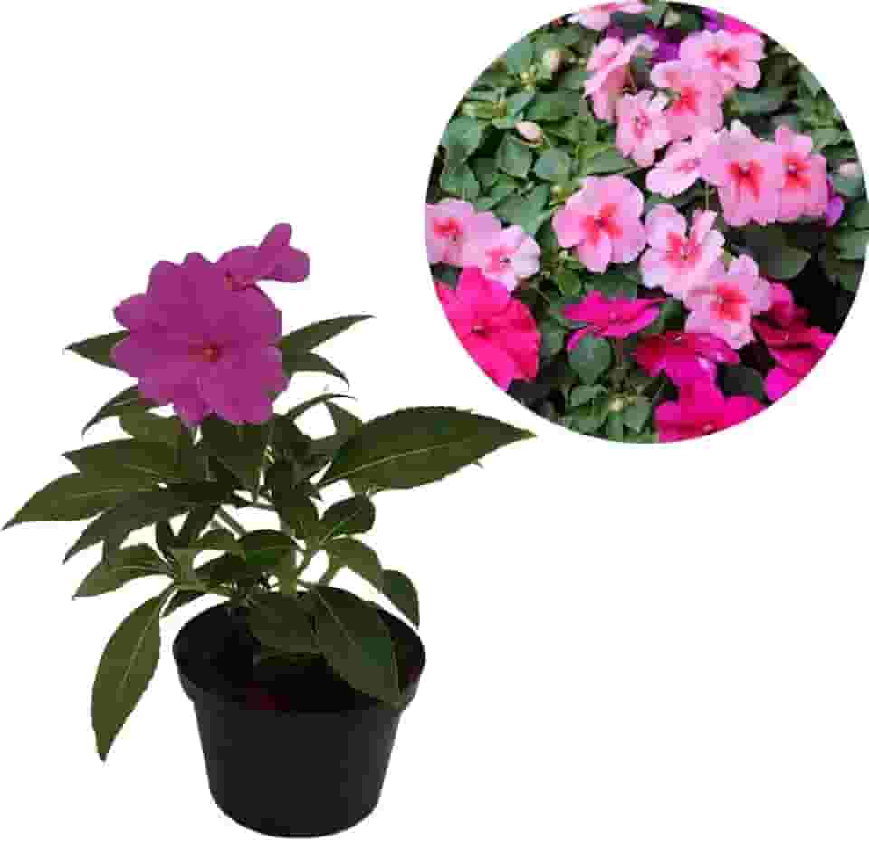 Kit 4 Muda Beijinho Maria-sem-vergonha Beijo Turco Cor Mista