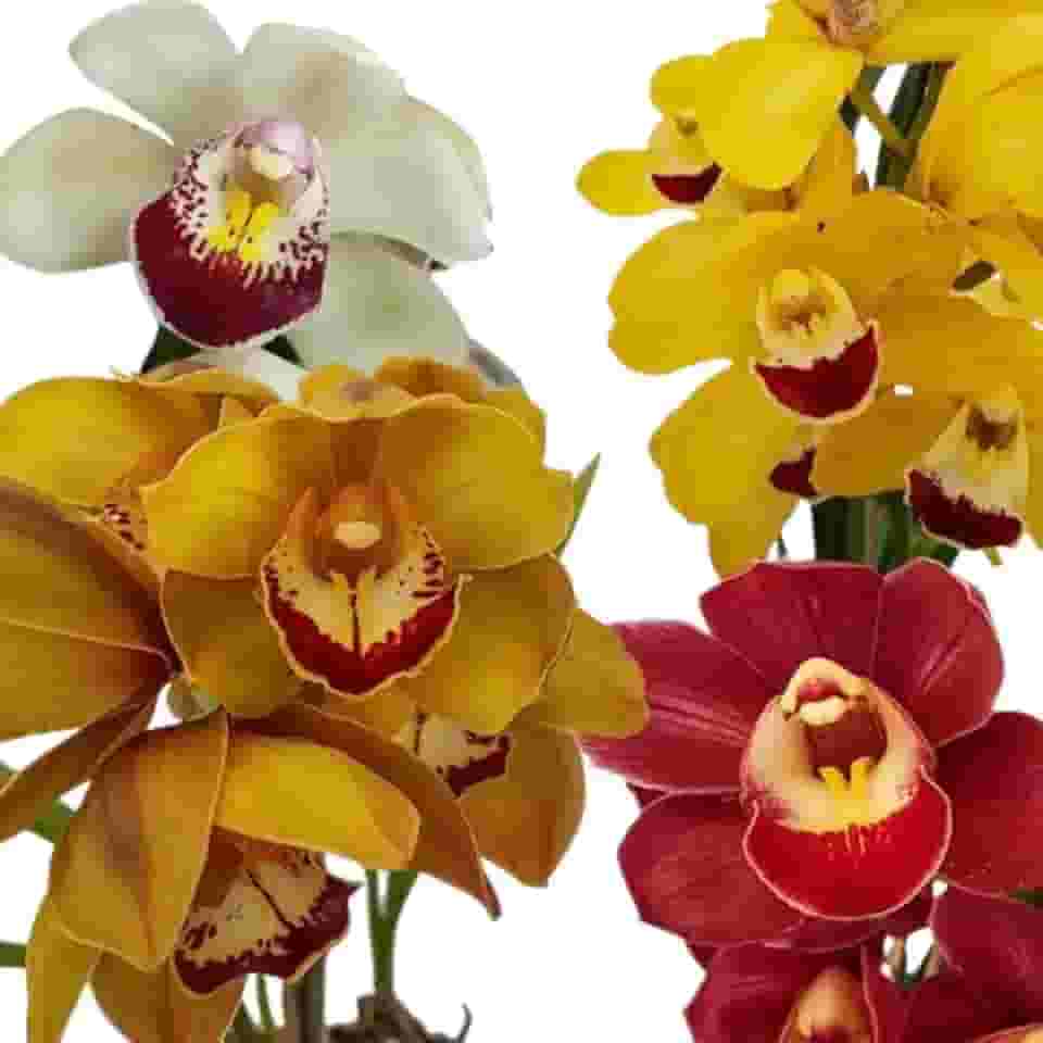 Kit 3 Orquídeas Cymbidium Mistas Plantas Adultas