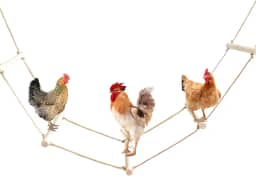 Acessórios Para Galinheiro, Escada De Corda Longa Madeira, Poleiros, Brinquedos Balanço Galinhas, Gansos, Patos, Perus E Outras Aves