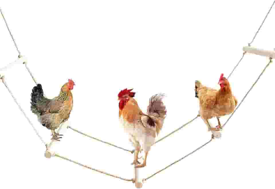 Acessórios Para Galinheiro, Escada De Corda Longa Madeira, Poleiros, Brinquedos Balanço Galinhas, Gansos, Patos, Perus E Outras Aves