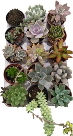 KIT COM 15 SUCULENTAS NATURAIS COLORIDAS E SORTIDAS PARA PRESENTEAR, COLECIONAR
