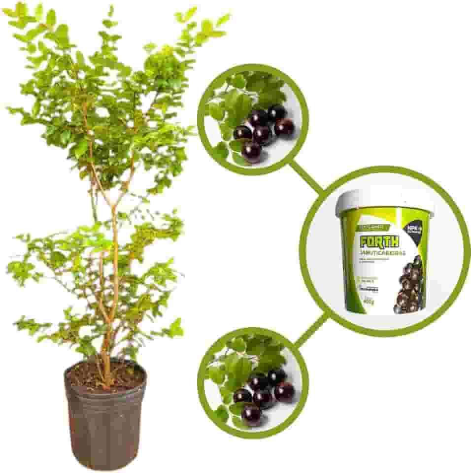 Muda de Jabuticaba Híbrida em Vaso, Árvore Frutífera Produtiva com Adubo para Plantio