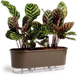 Jardineira Autoirrigável 40cm x 16cm - Terrazzo Basalto