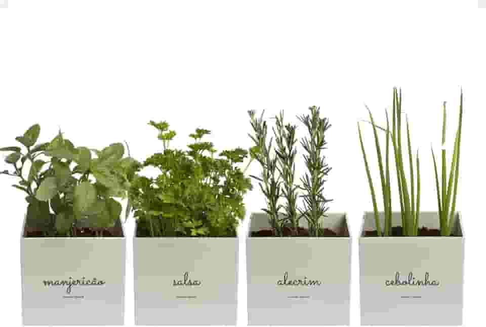 Kit 4x Vasos Autoirrigáveis Minha Horta Branco Cinza Creme Rosa Salmão Jardim Hortaliças Manjericão Salsa Alecrim Cebolinha (Cinza)