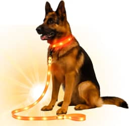 Coleira Led Cachorro Recarregável Usb Ajustável Segurança Noturna Pet Grande Pequeno (Laranja)