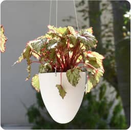 Cachepot Suspenso Egg Autoirrigável