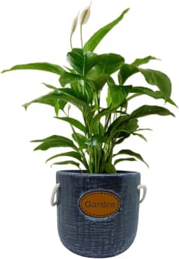 Cachepot Decorativo Garden em Cerâmica para Vasos de Plantas (02 Preto)