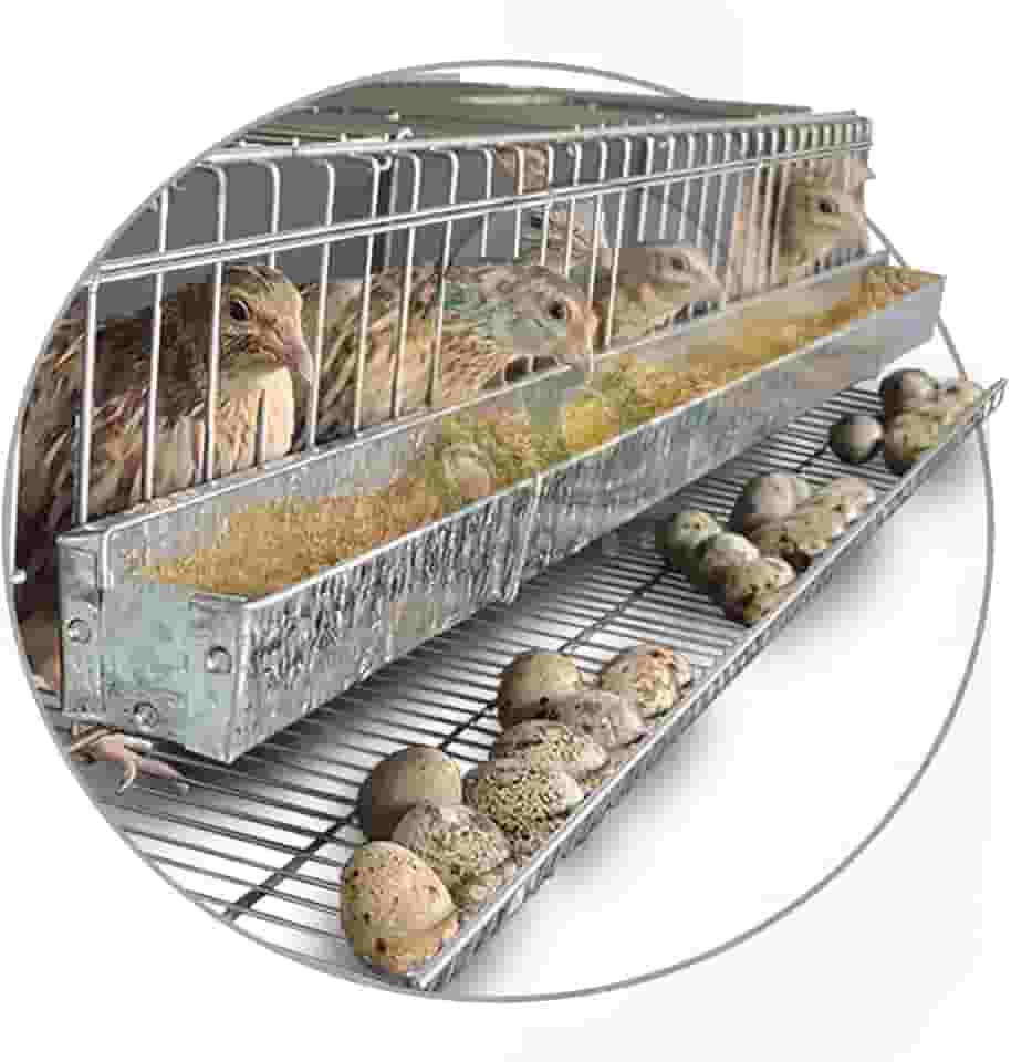 Gaiola Viveiro Codorna Japonesa Poedeira Ovo 15 Aves Postura