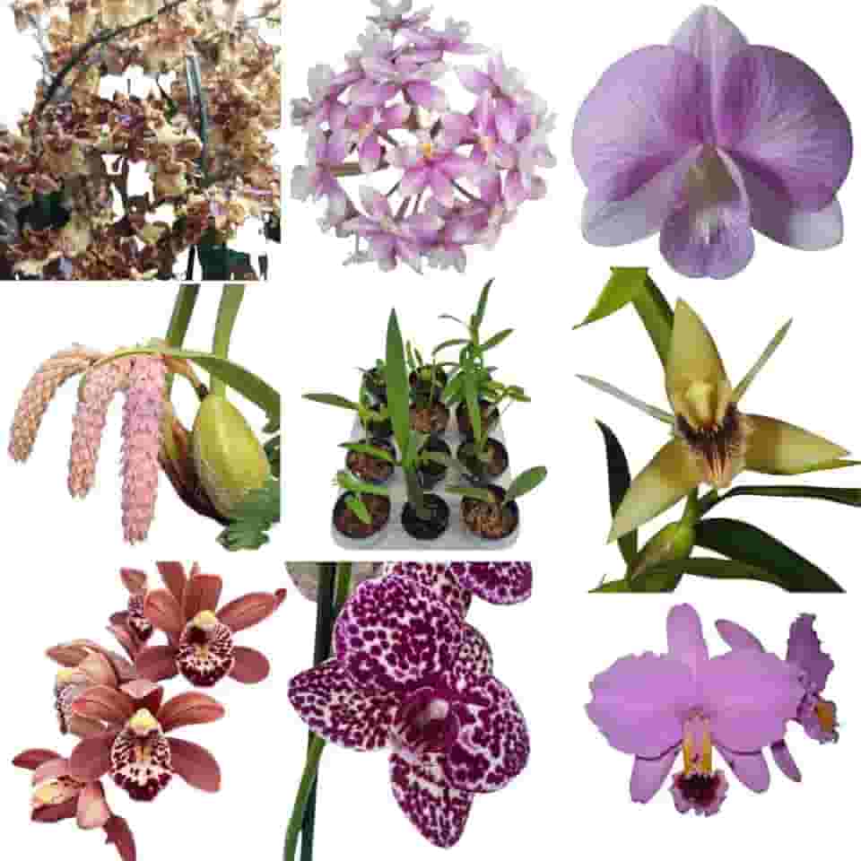 Kit 6 Orquideas Variadas Flores Planta Exótica Mudas Rara Vaso Pote 7 Plantas Cores Flor Decorativa