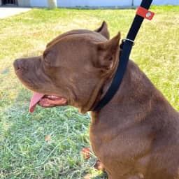Guia Coleira Enforcador Unificado Pet Cão Pitbull para Passeios Adestramento (Preto/Laranja)