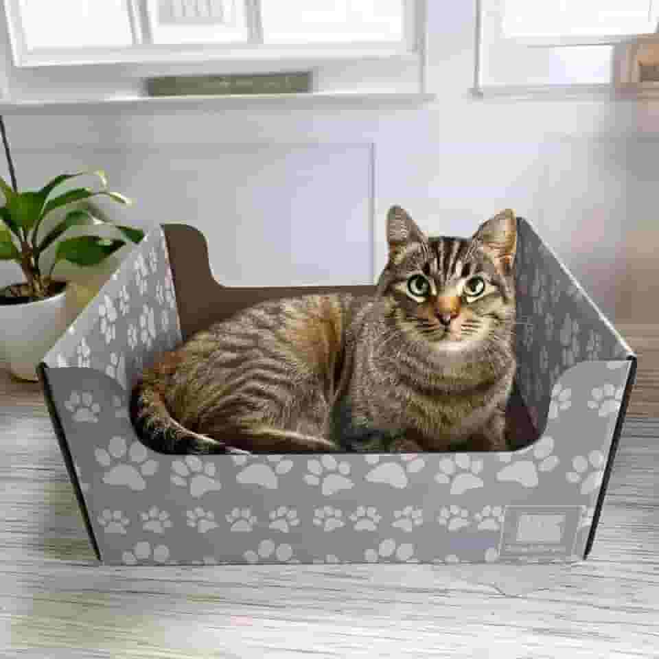 SnuggleSprunce arranhador 2 em 1 para gatos, brinquedo resistente, caixa de papelão ecológica com almofada dupla face recarregável, para gatos e gatinhos, móveis internos para animais de estimação