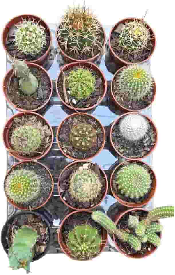 Kit com 10 mini cactos sortidos e variados